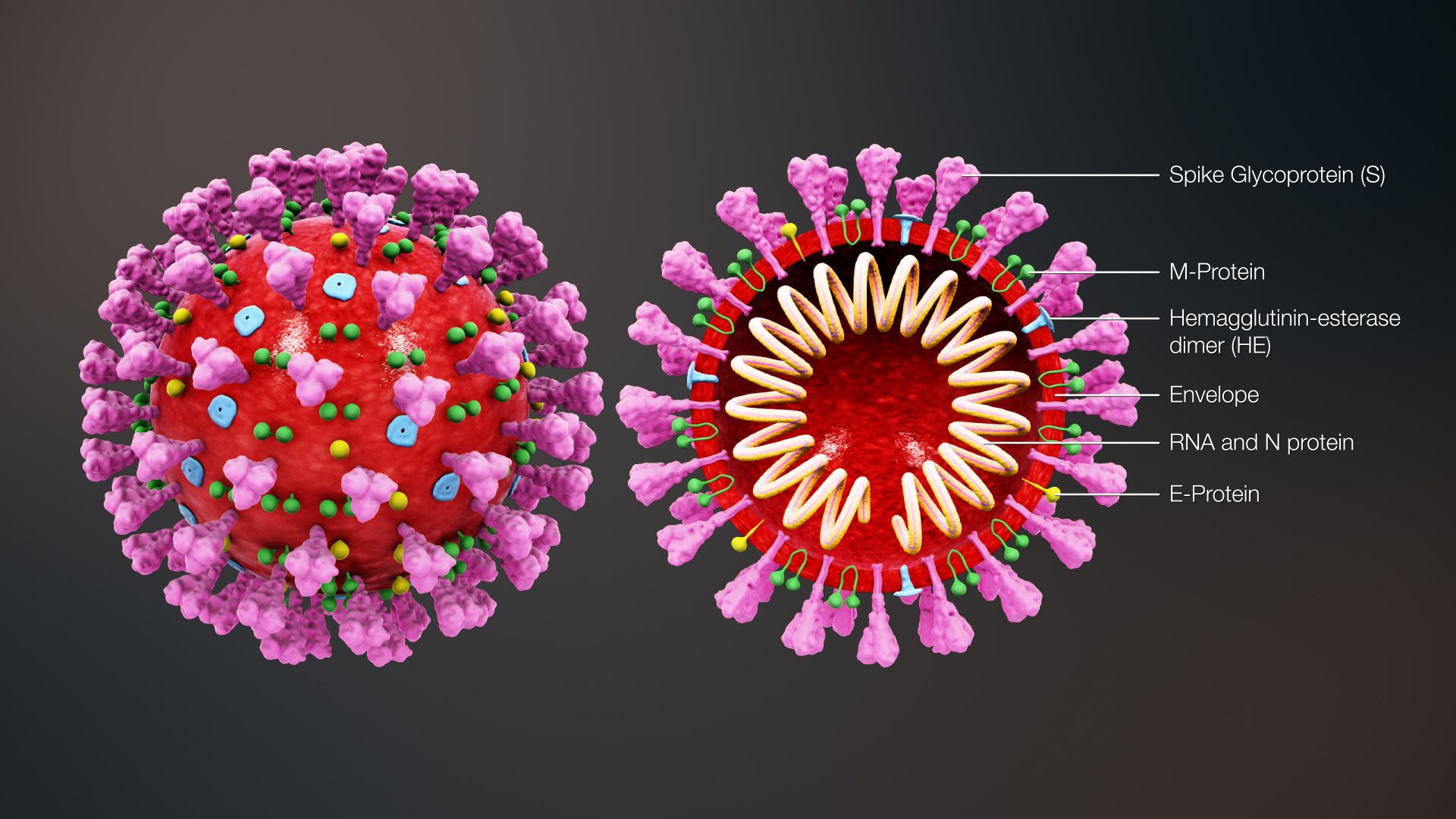 3D animation coronavirus structure