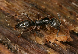 Pachycondyla-chinensis-5B