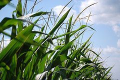 corn-vistavision 240