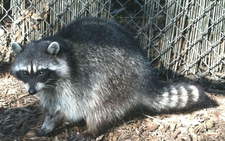Raccoon