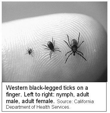 WesternTicks