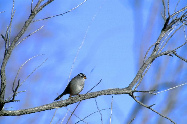 white-crowned-sparrow w725 h482