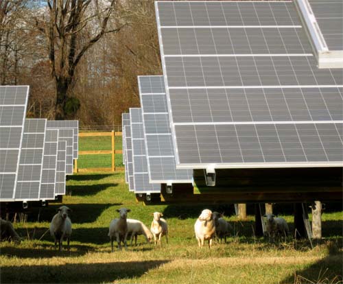 solar_sheep