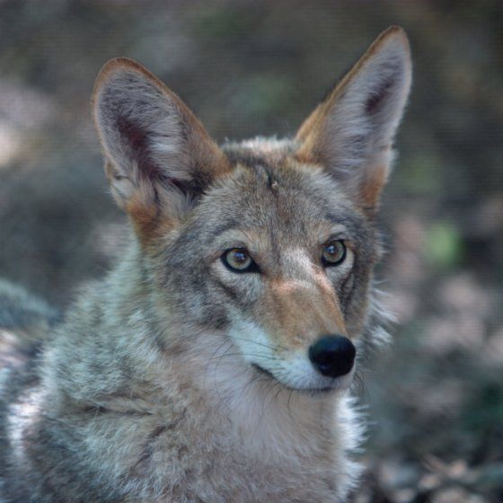 CoyotePtZoo-m