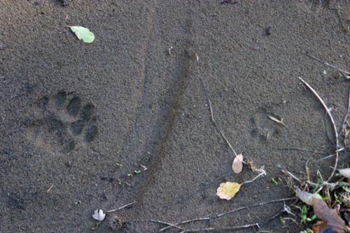 pawprint