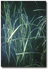 eelgrass3