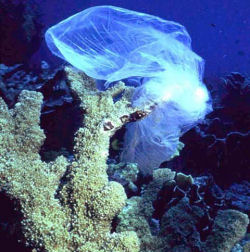 plastic_pollution_coral