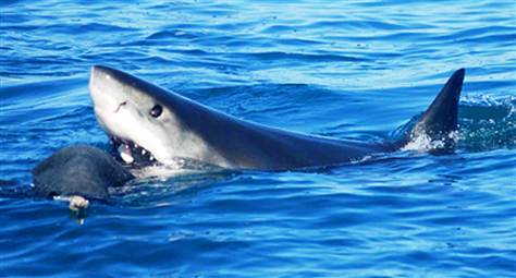 11039_SharkDecoy.grid-6x2