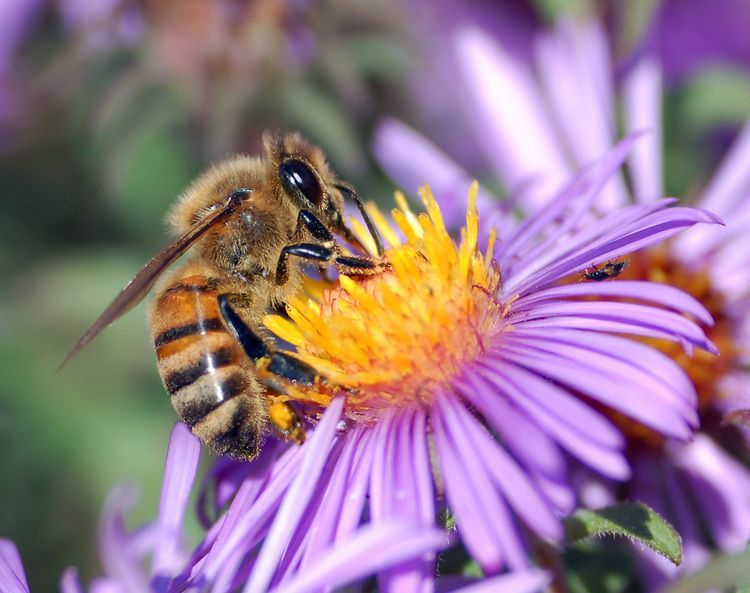 honey-bee-pollination