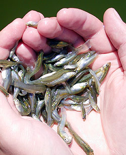 mosquitofish-f