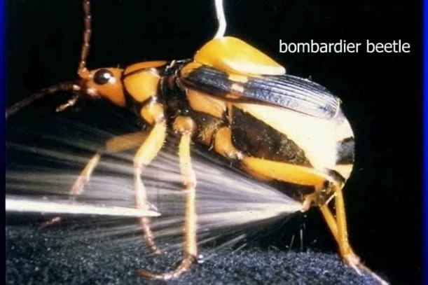 Bombardier-Beetle