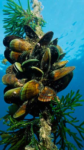mussels1