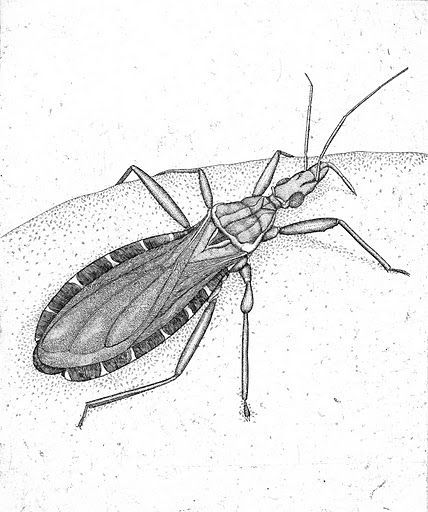 Assassin_Bug_1