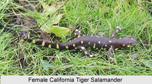 tiger salamander 2