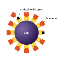 endocrine_disruptor
