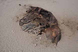 dolphin-carcass-inline-310.jpg