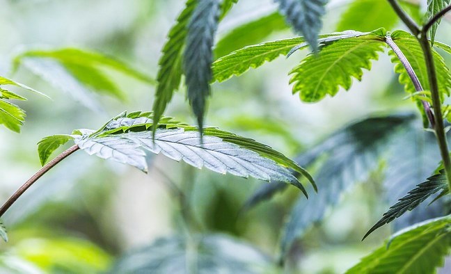 Cannabis grow