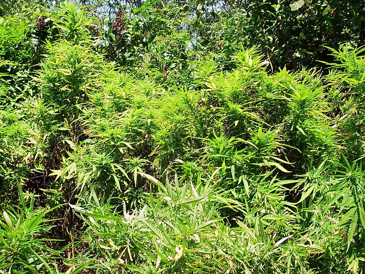 cannabis field wikimedia