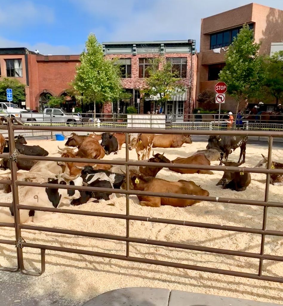Cows Smaller resize