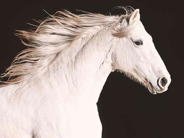 nature equus 603x452