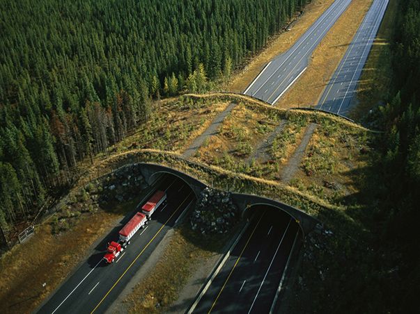 nova wildways 603x452