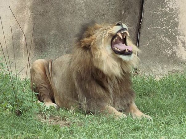 reelsouth seethekeepers 603x452