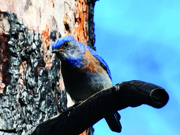 searchingforgoldspot 603x452