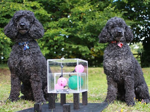 NOVA dogs supersenses 603x452