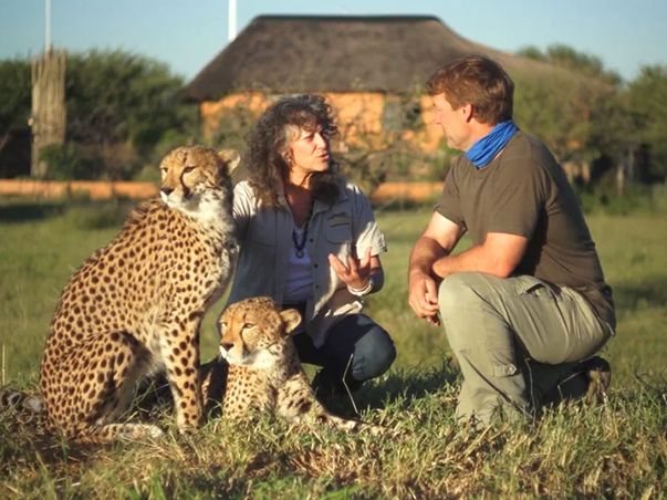 borntoexplore cheetah 603x452