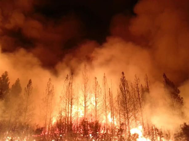 wilderthanwild 603x452