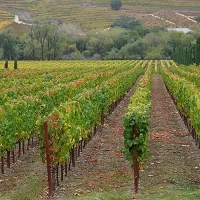 1200px Ferrari carano vineyard in Dry Creek