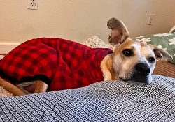 Milo