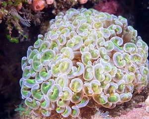 Coral