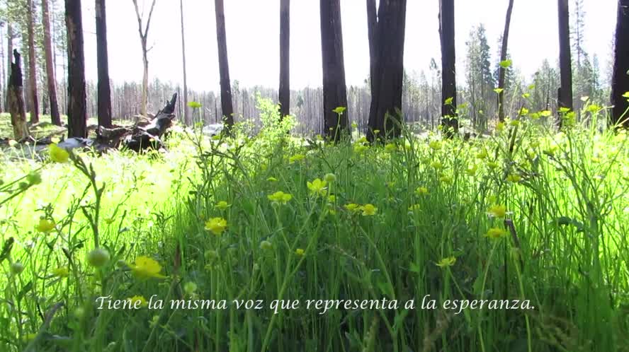 Shelter in Poetry Lesson 2, with Phyllis Meshulam, Poet Laureate