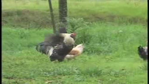 Sonoma County Appellation